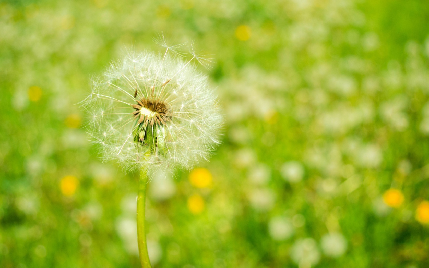 Созревший одуванчик