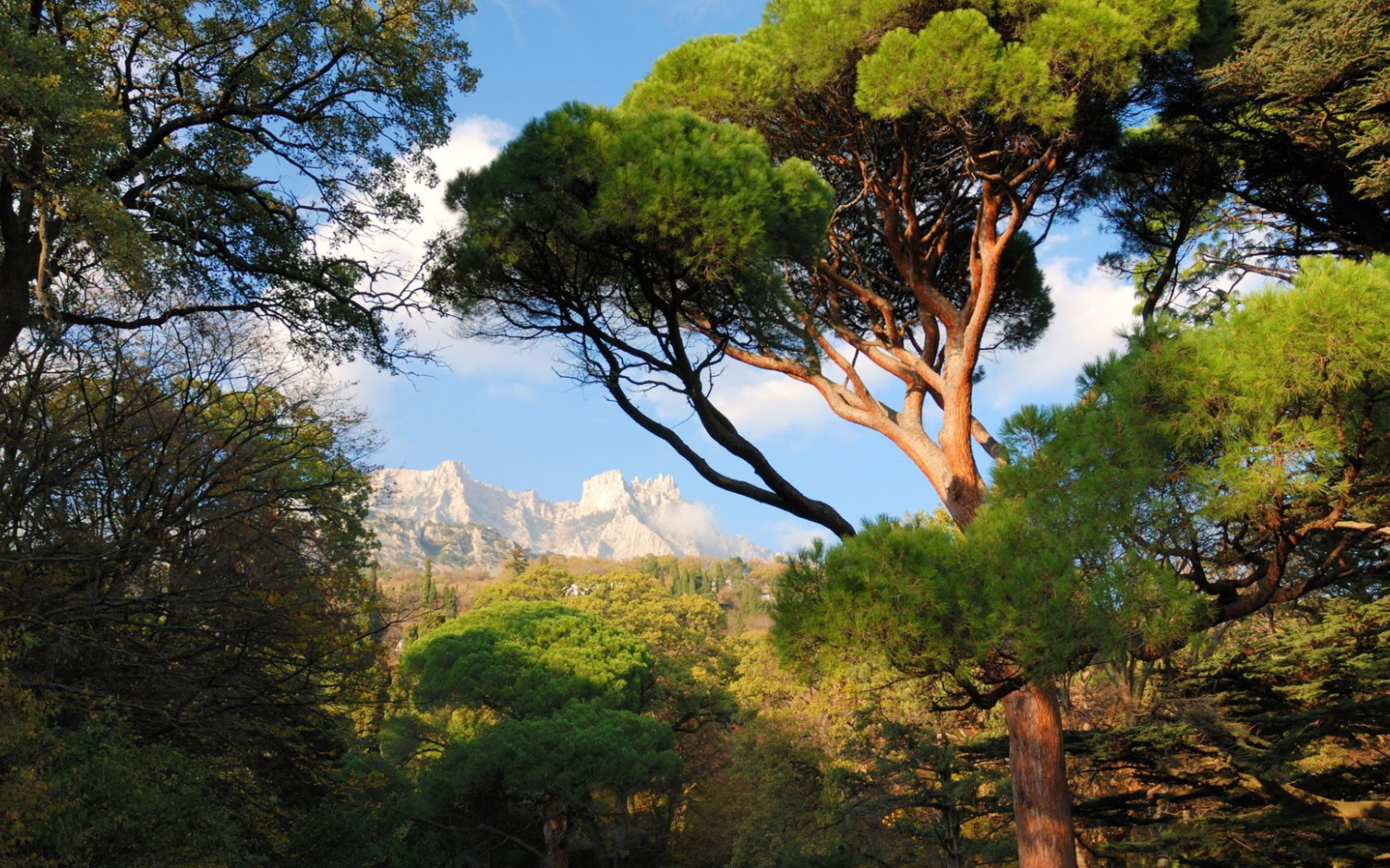 Белые вершины гор