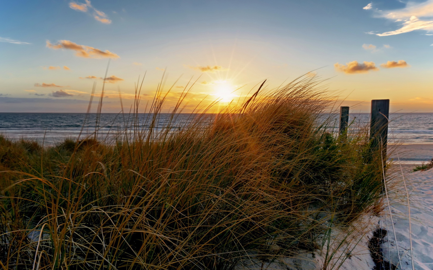 Трава на пляже