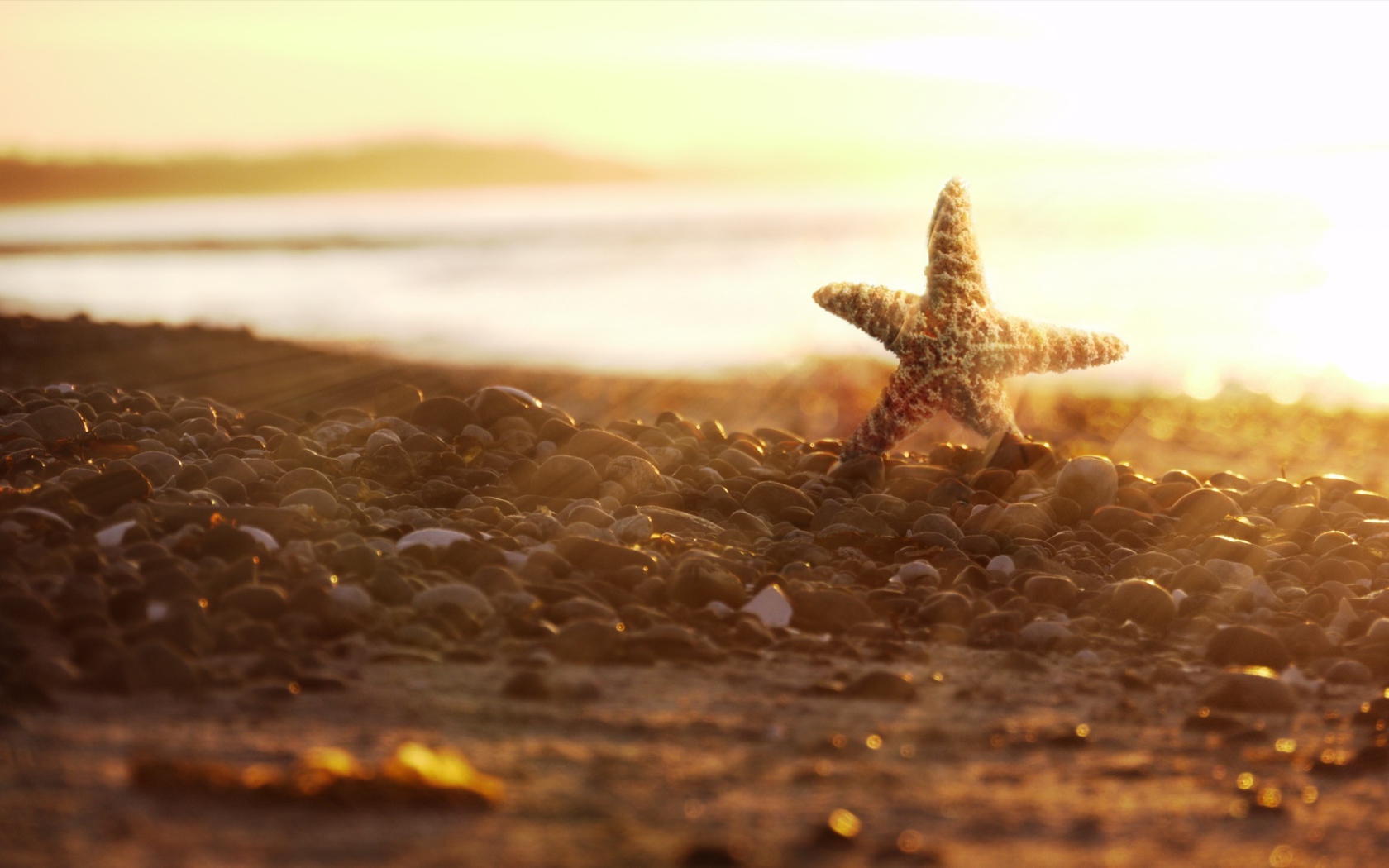 Морская звезда на камнях