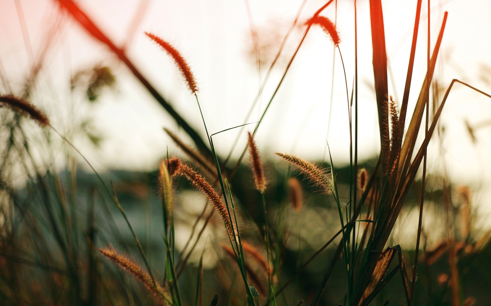 Близкое поле