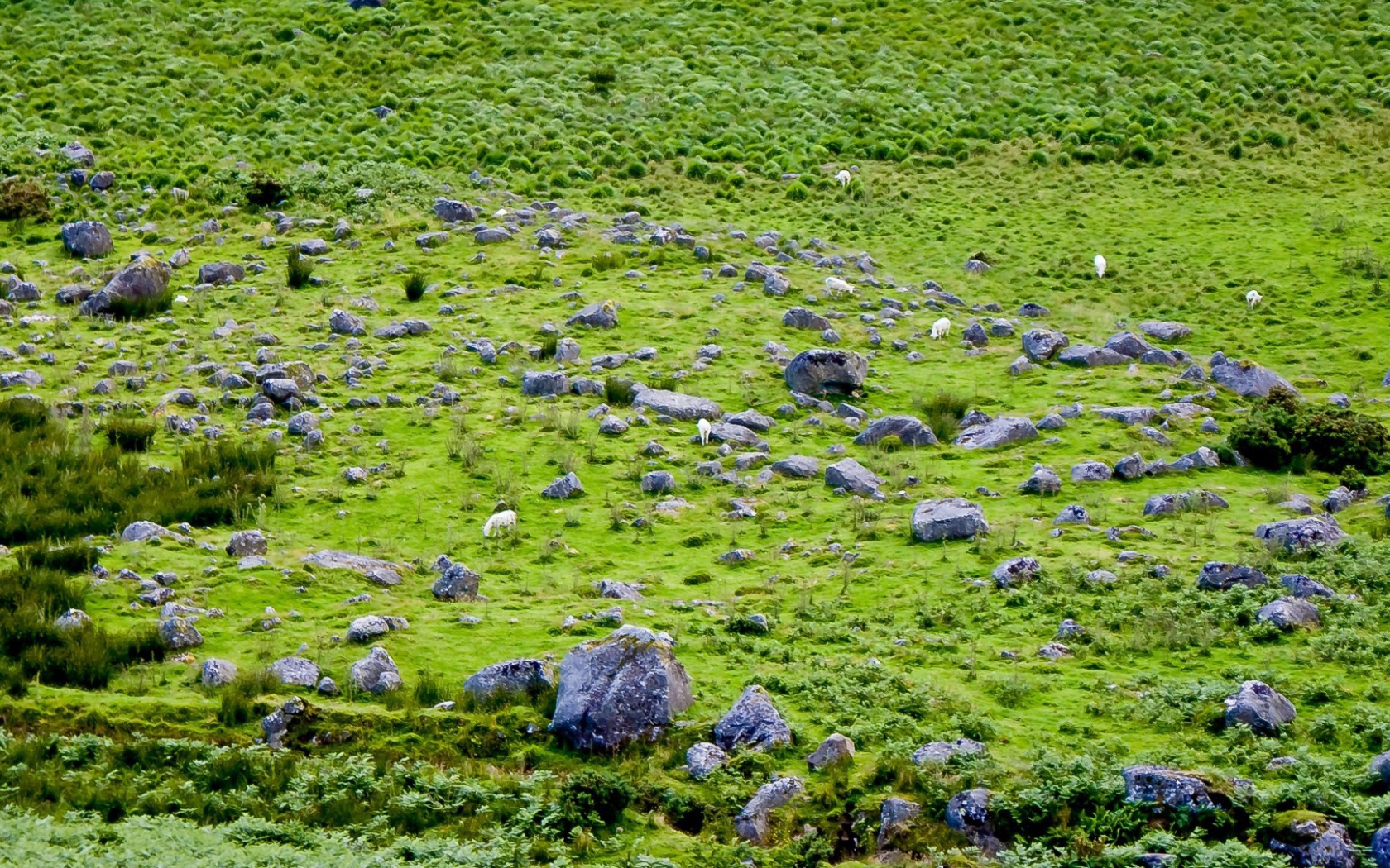 Английская природа