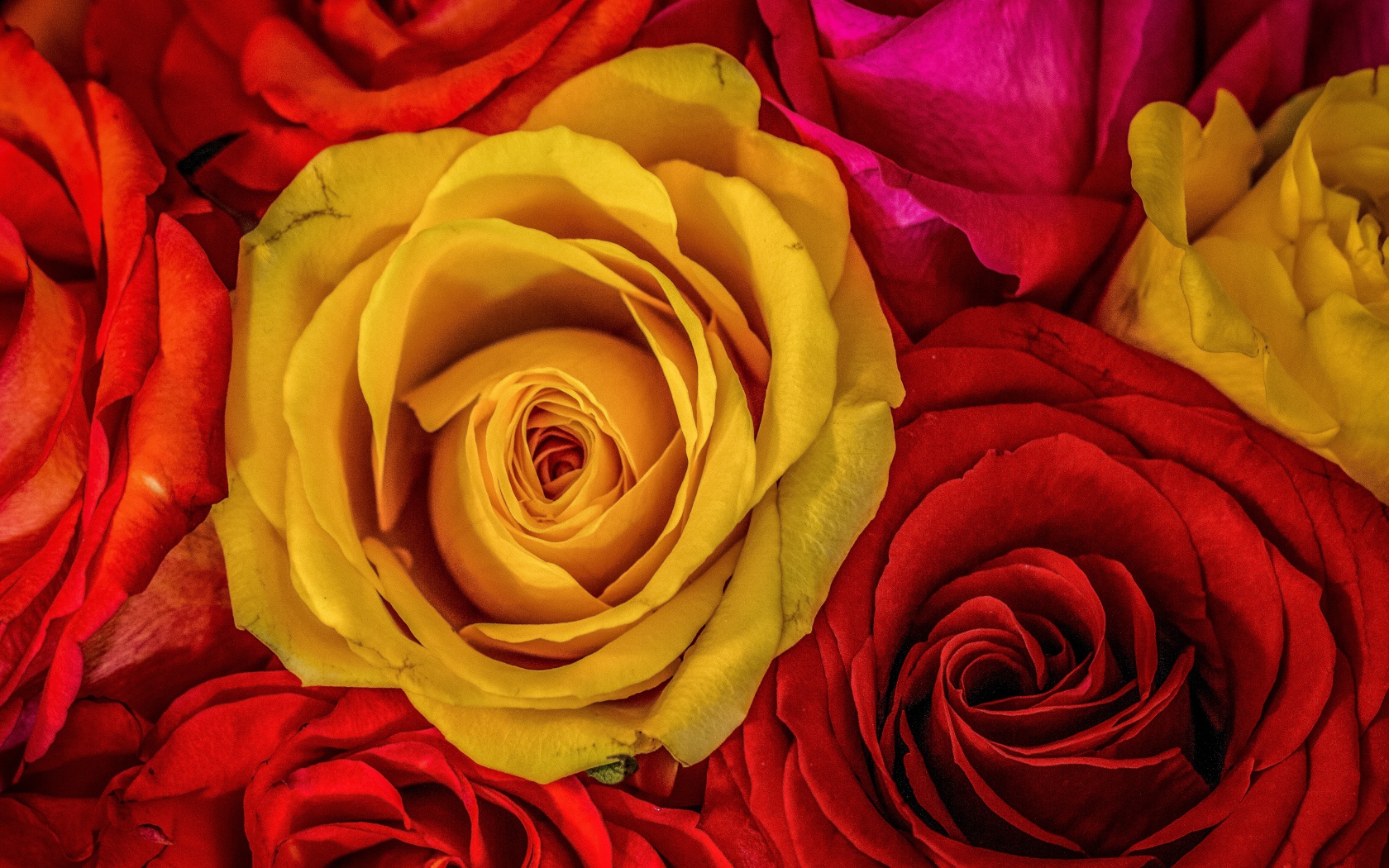 Большое разнообразие роз