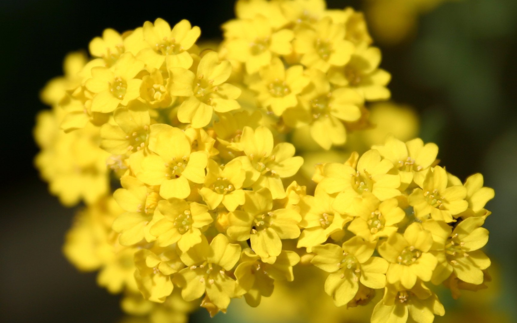 Садовые цветы алиссум на дачном участке