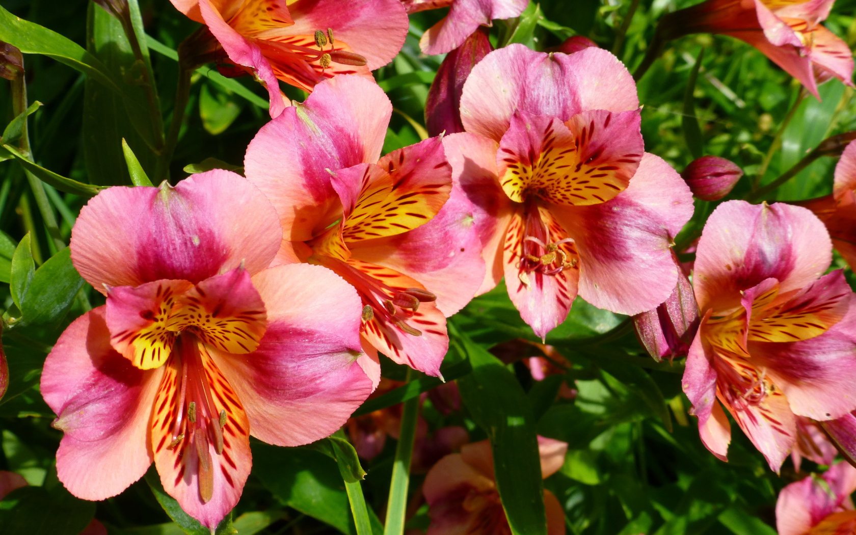 Выращивание цветов альстремерия в саду