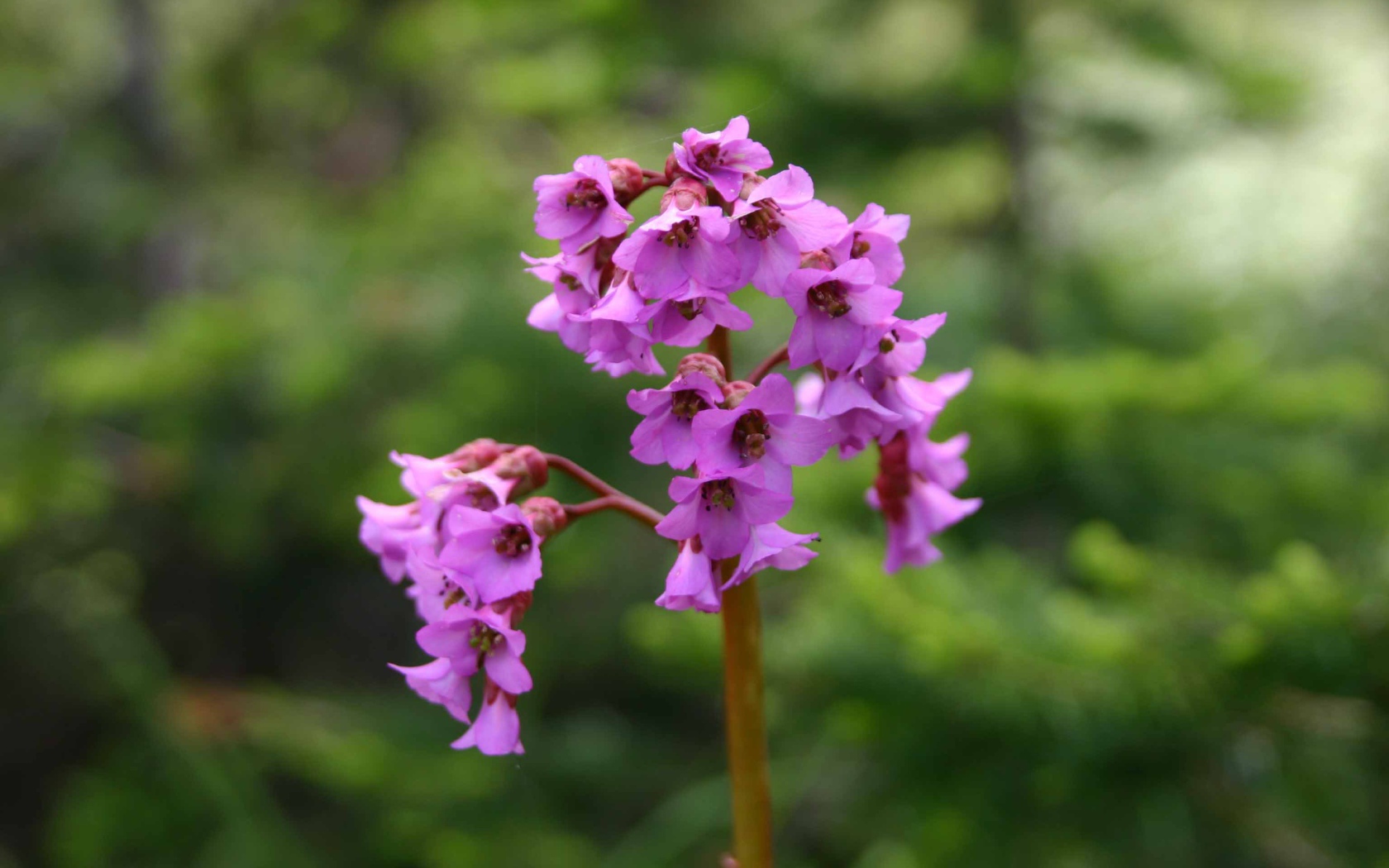 Бадан красивое растение в лесу