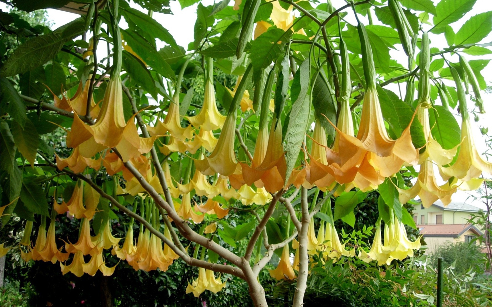 Красивая бругмансия в саду