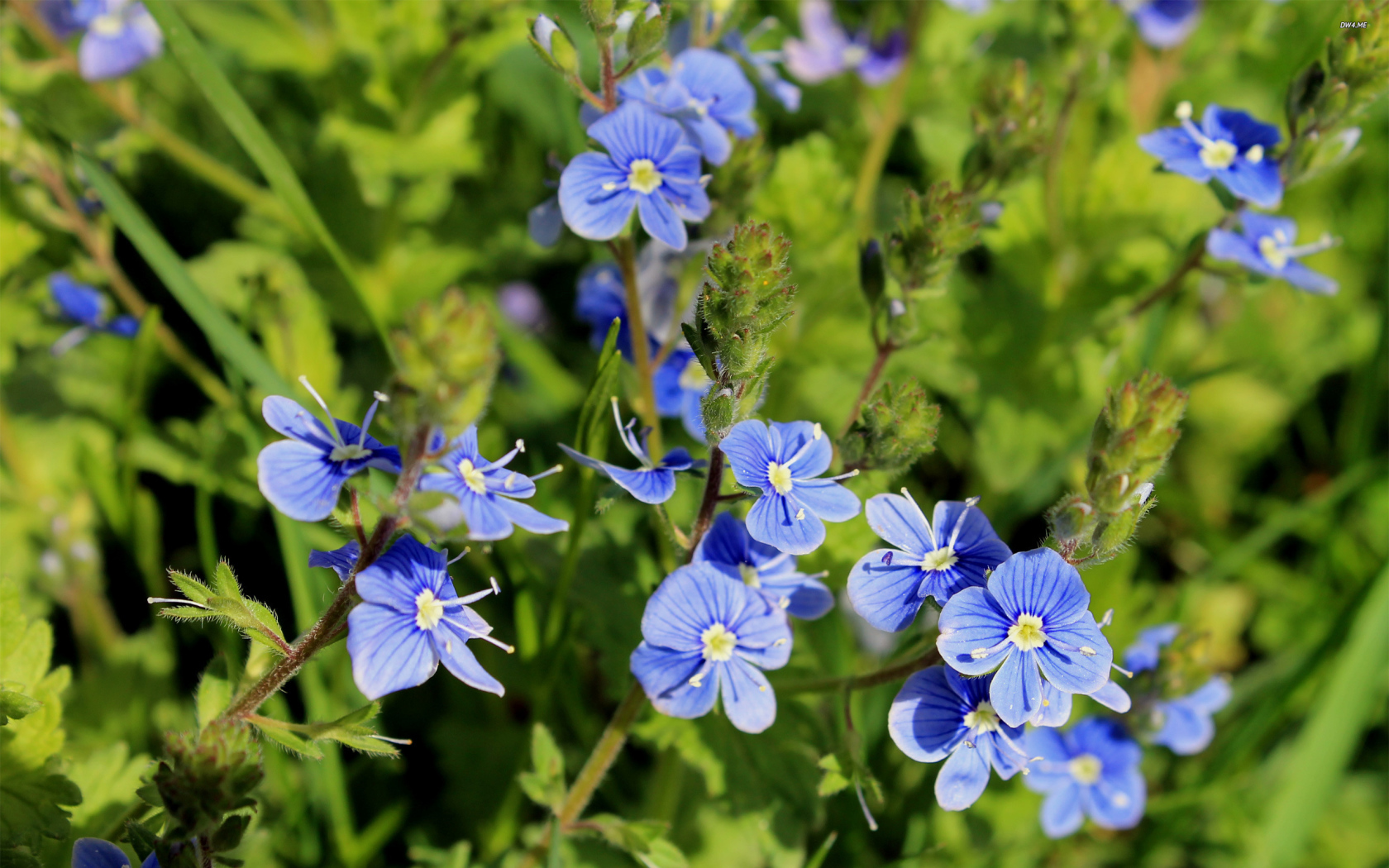 Красивая вероника на дачном участке