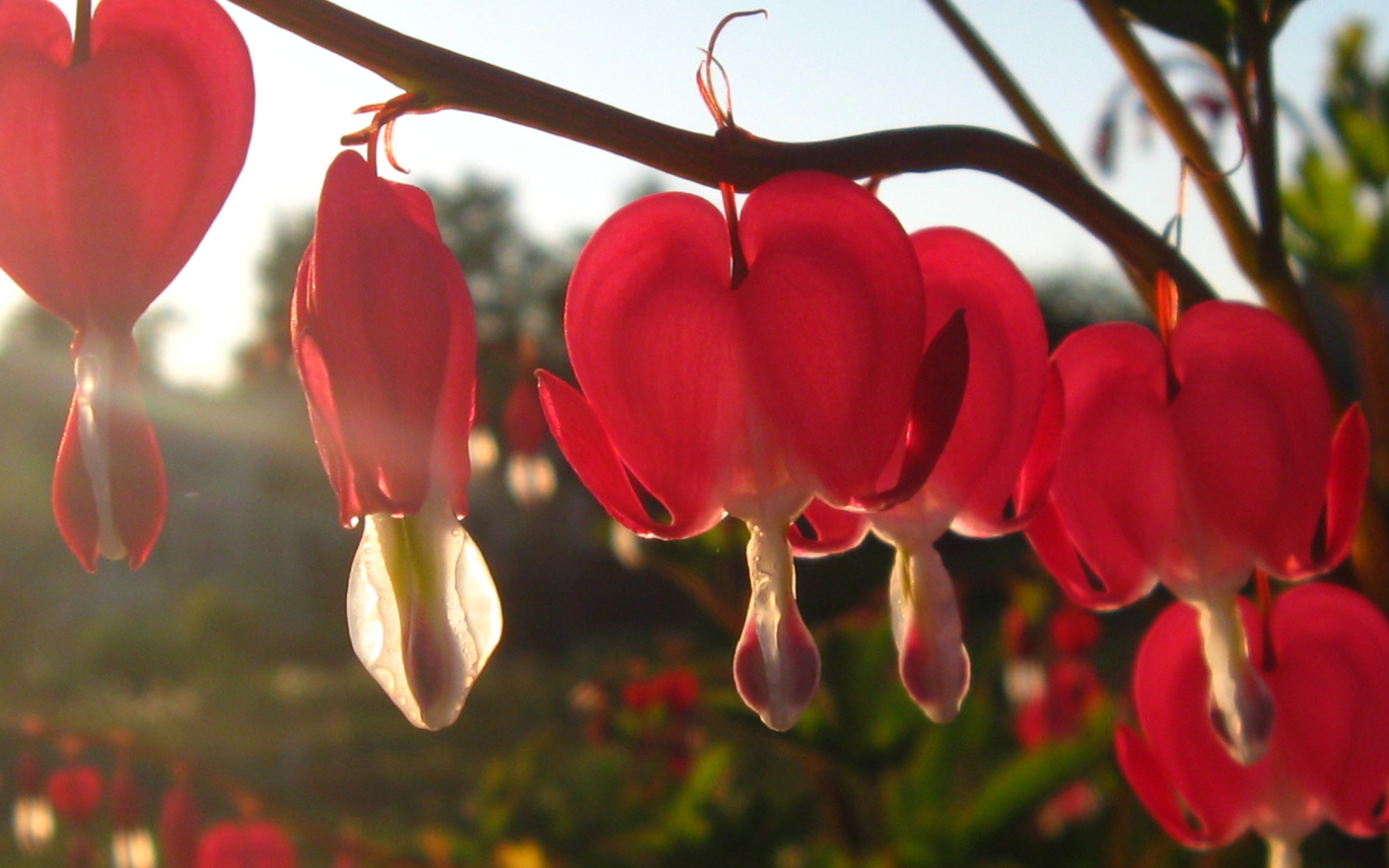 Красивая дицентра в саду