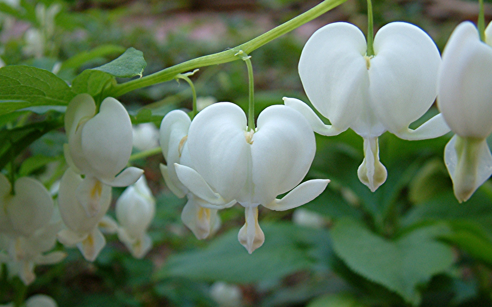Красивая дицентра на дачном участке