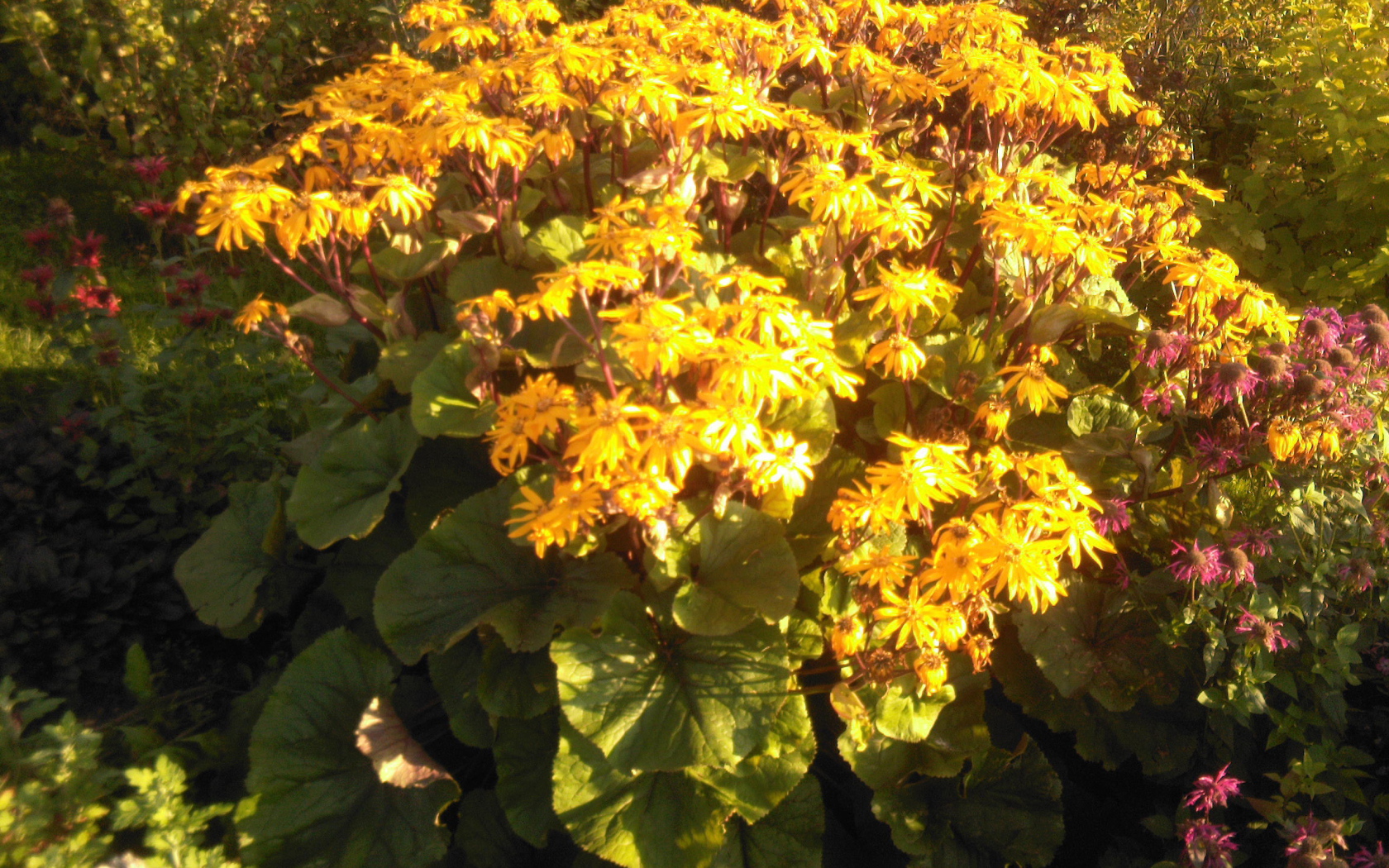 Красивый бузульник на дачном участке