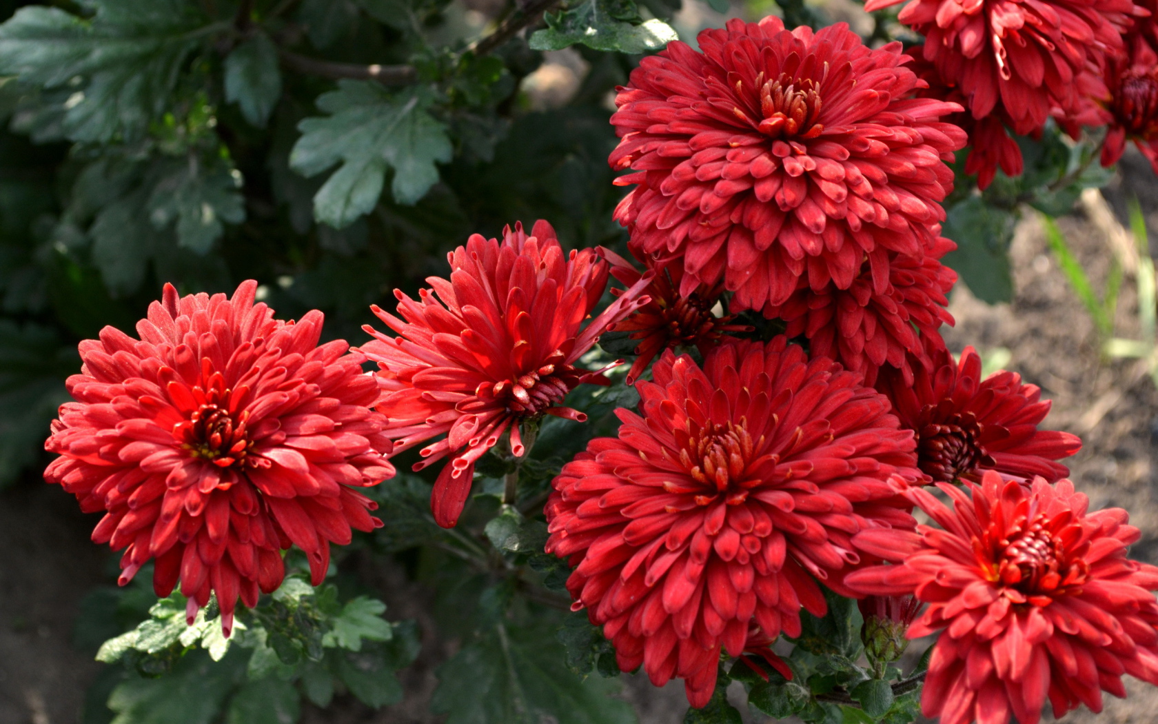 Красивые цветы хризантема на дачном участке