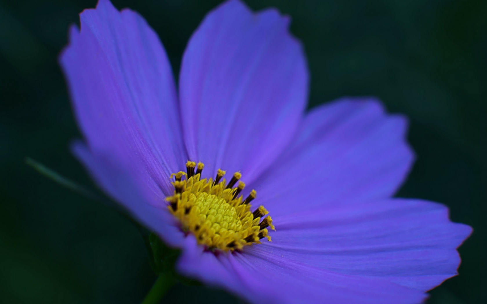 Kрасивый окрас лепестков