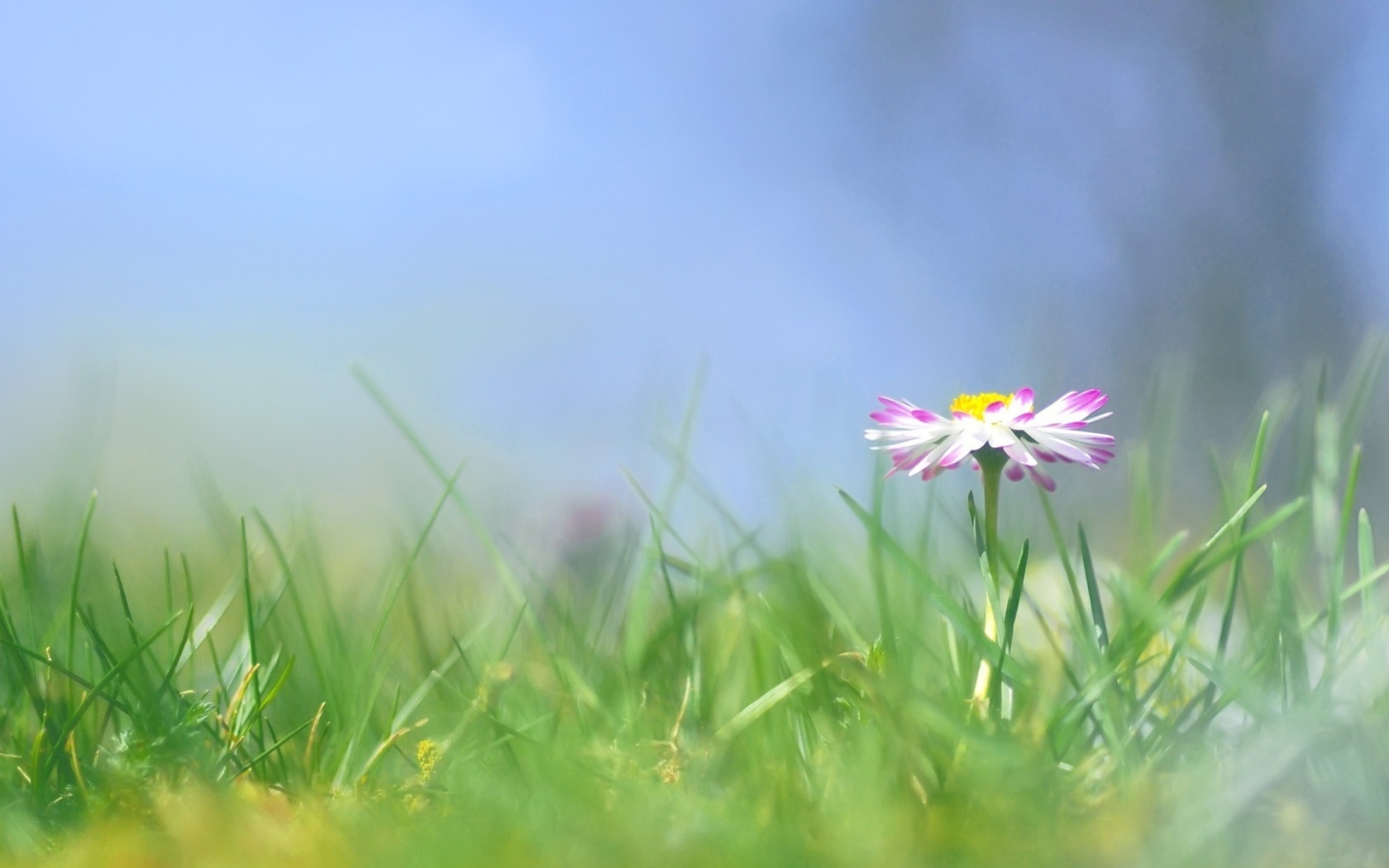 Красивые цветы маргаритки весной