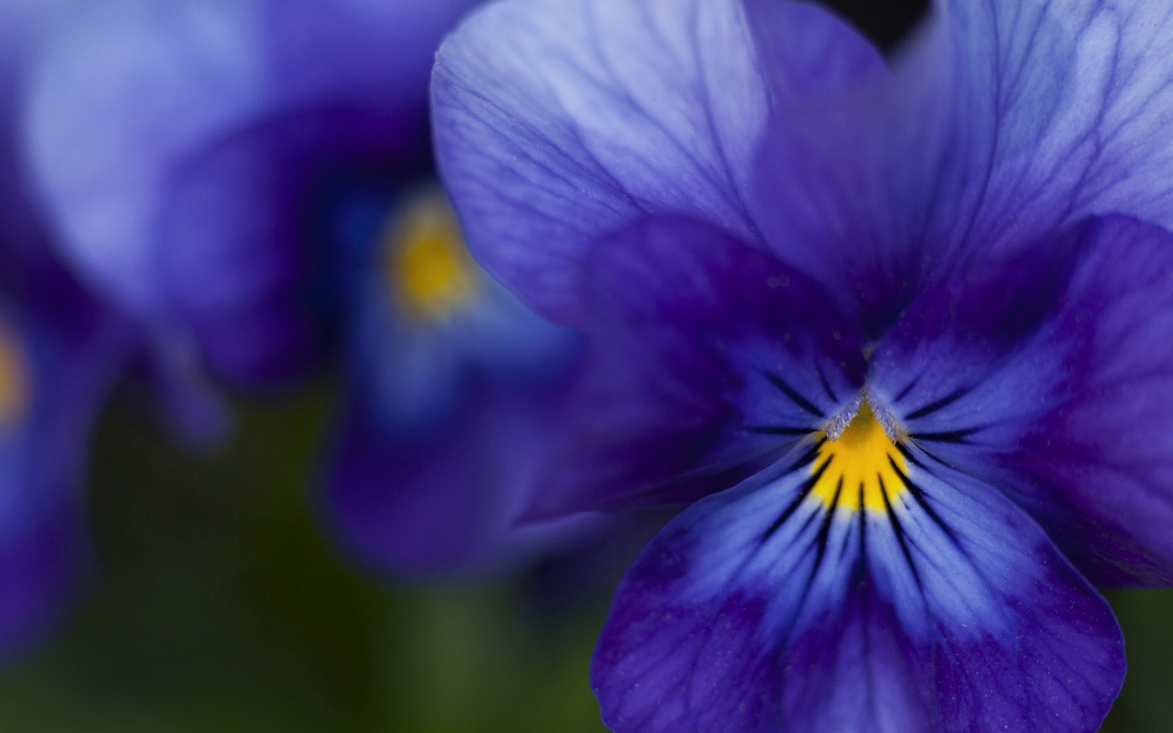 Красивые темно-синие анютины глазки