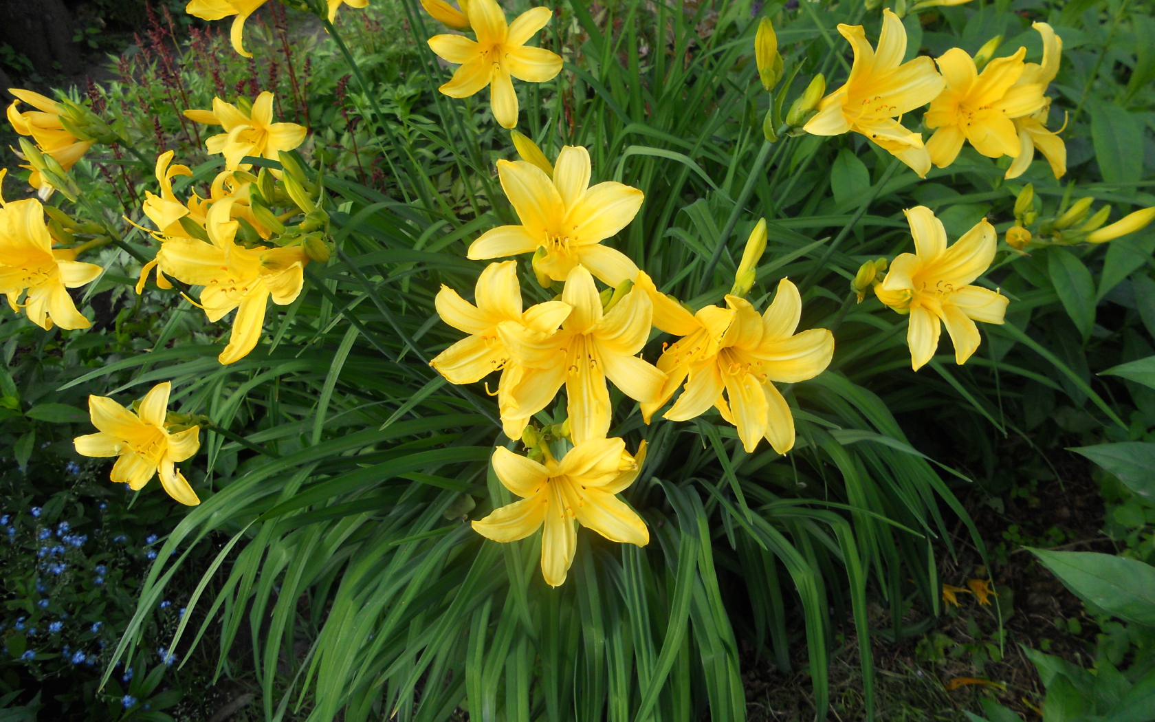 Красивый лилейник на дачном участке