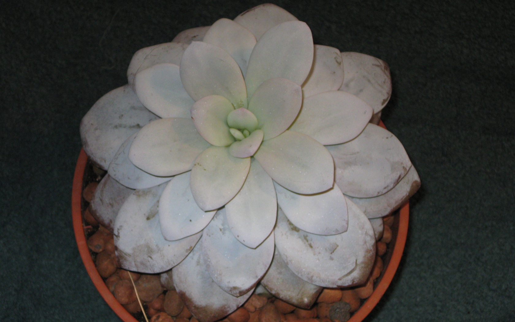 Красивая эхеверия (эчеверия) в саду