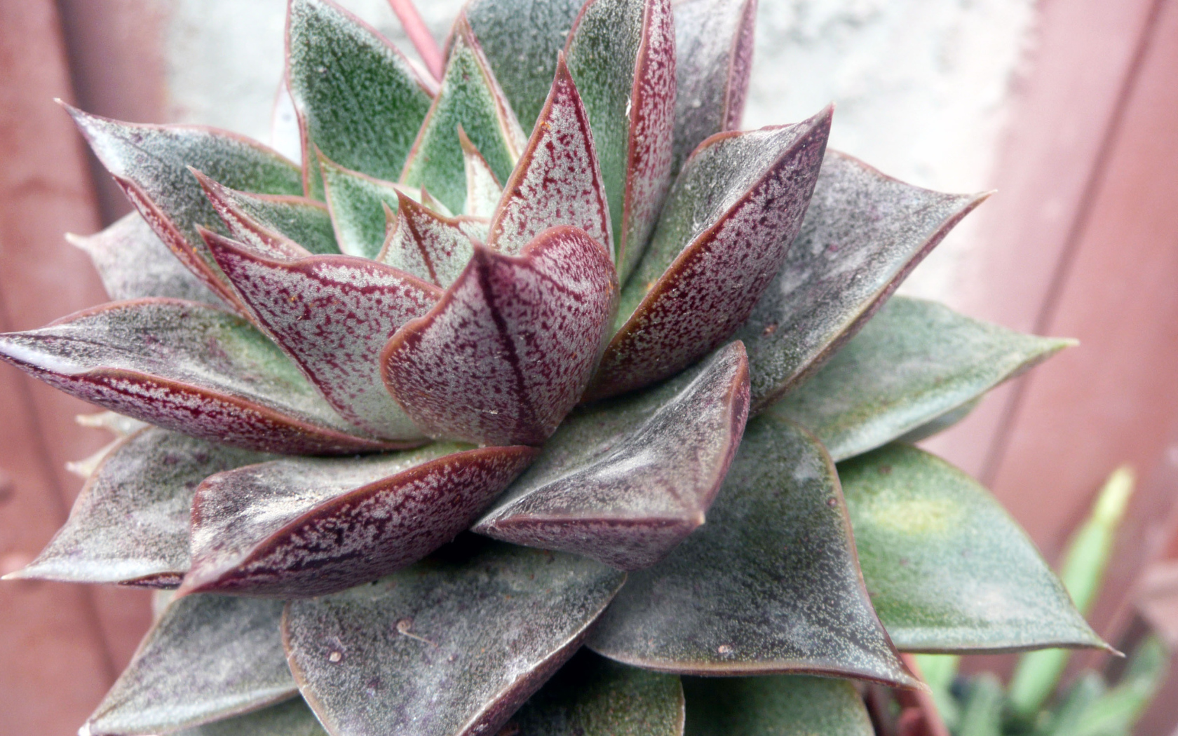 Красивый цветок эхеверия (эчеверия) в парке