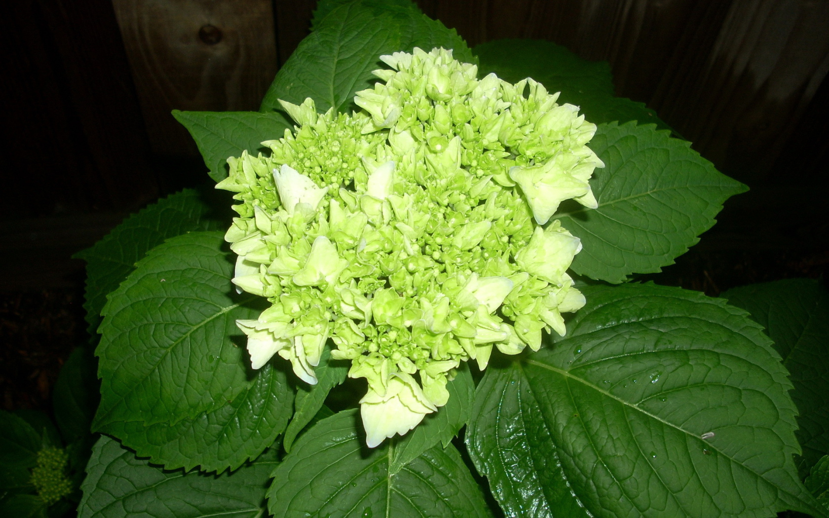 Красивый цветок гортензия на дачном участке