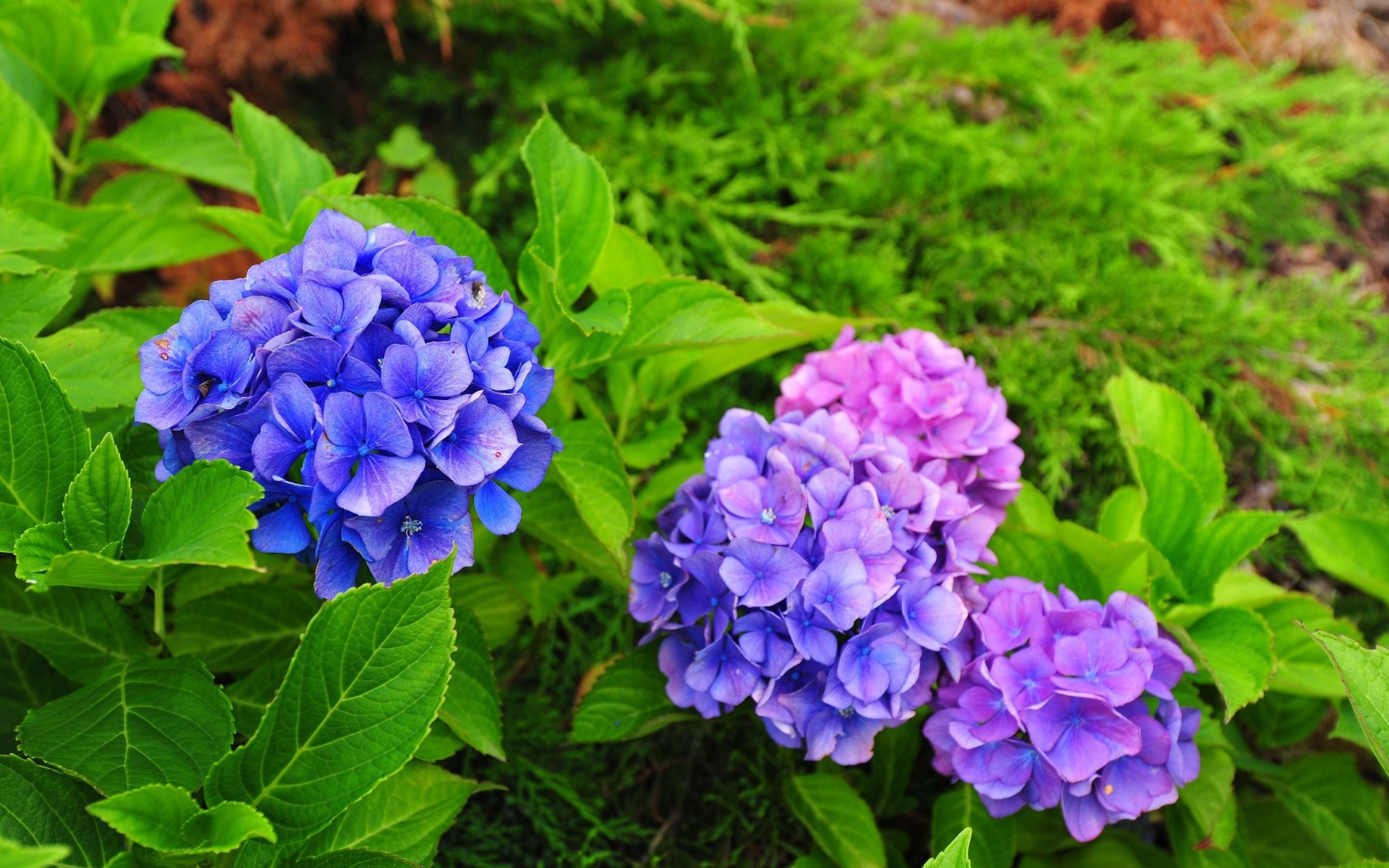 Красивый цветок гортензия в саду