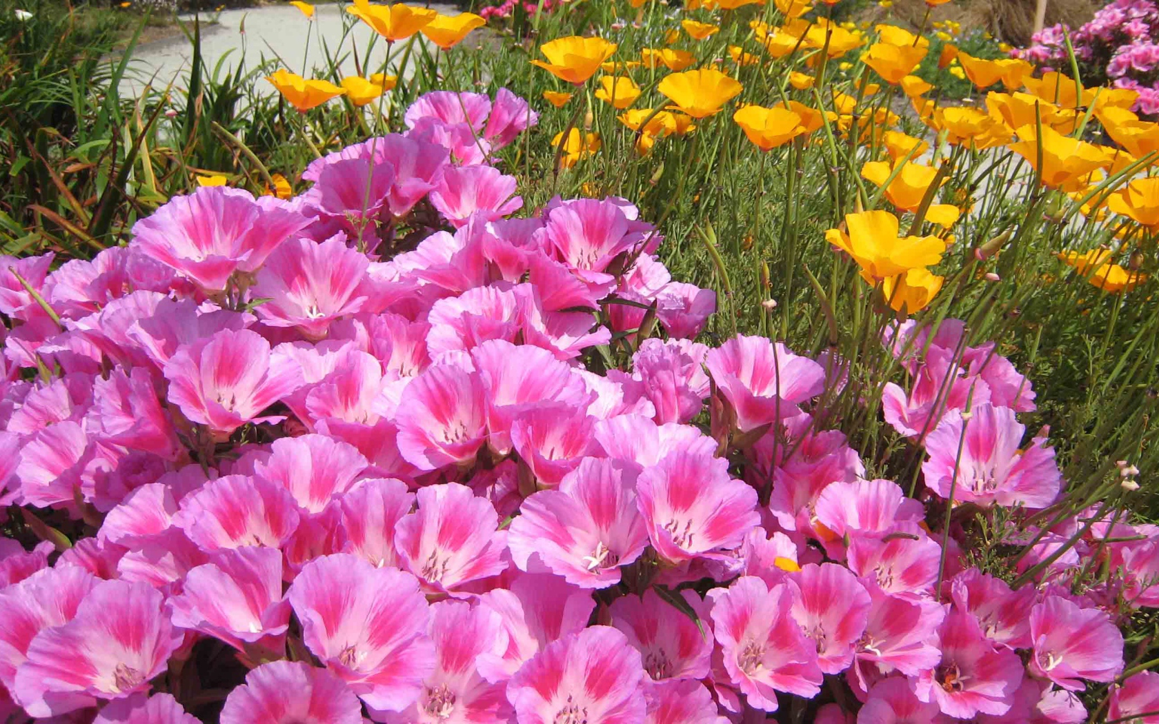 Красивые цветы кларкия (годеция) на поляне