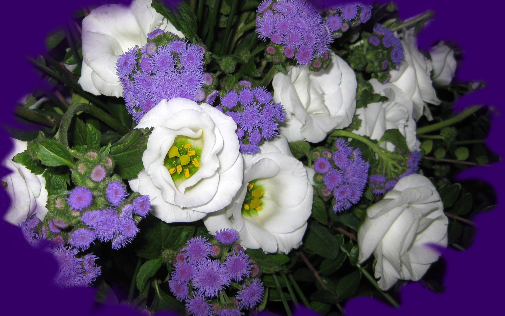 Красивые цветы эустома (ирландская роза) на клумбе в саду