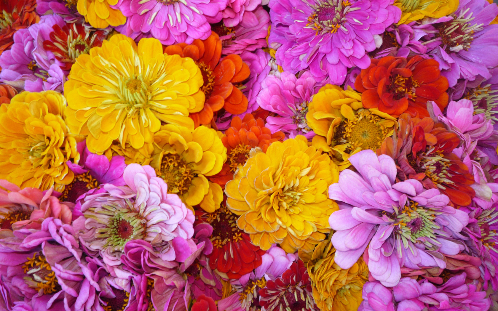 Красивые цветы цинния (циния) на поляне