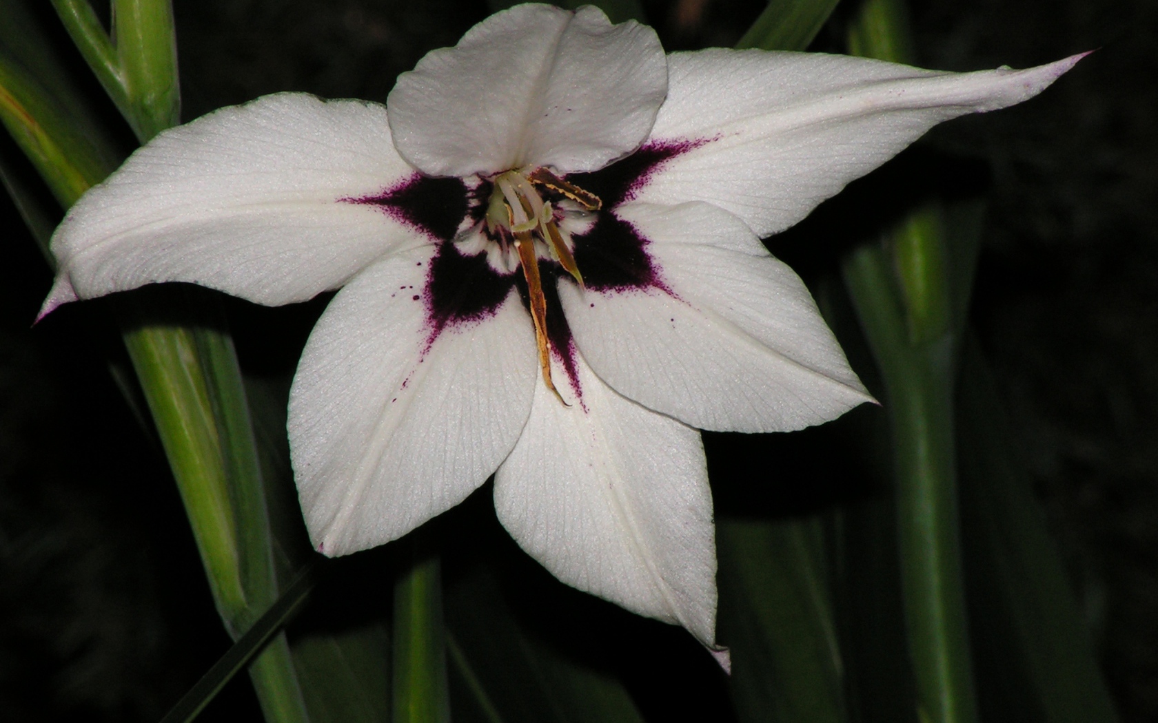 Красивые цветы ацидантера на клумбе в саду