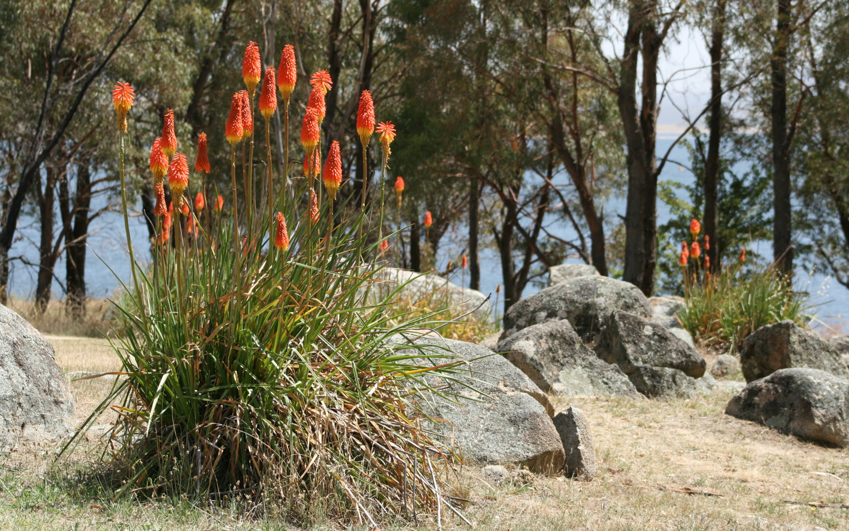 Красивые цветы кникофия на клумбе в саду