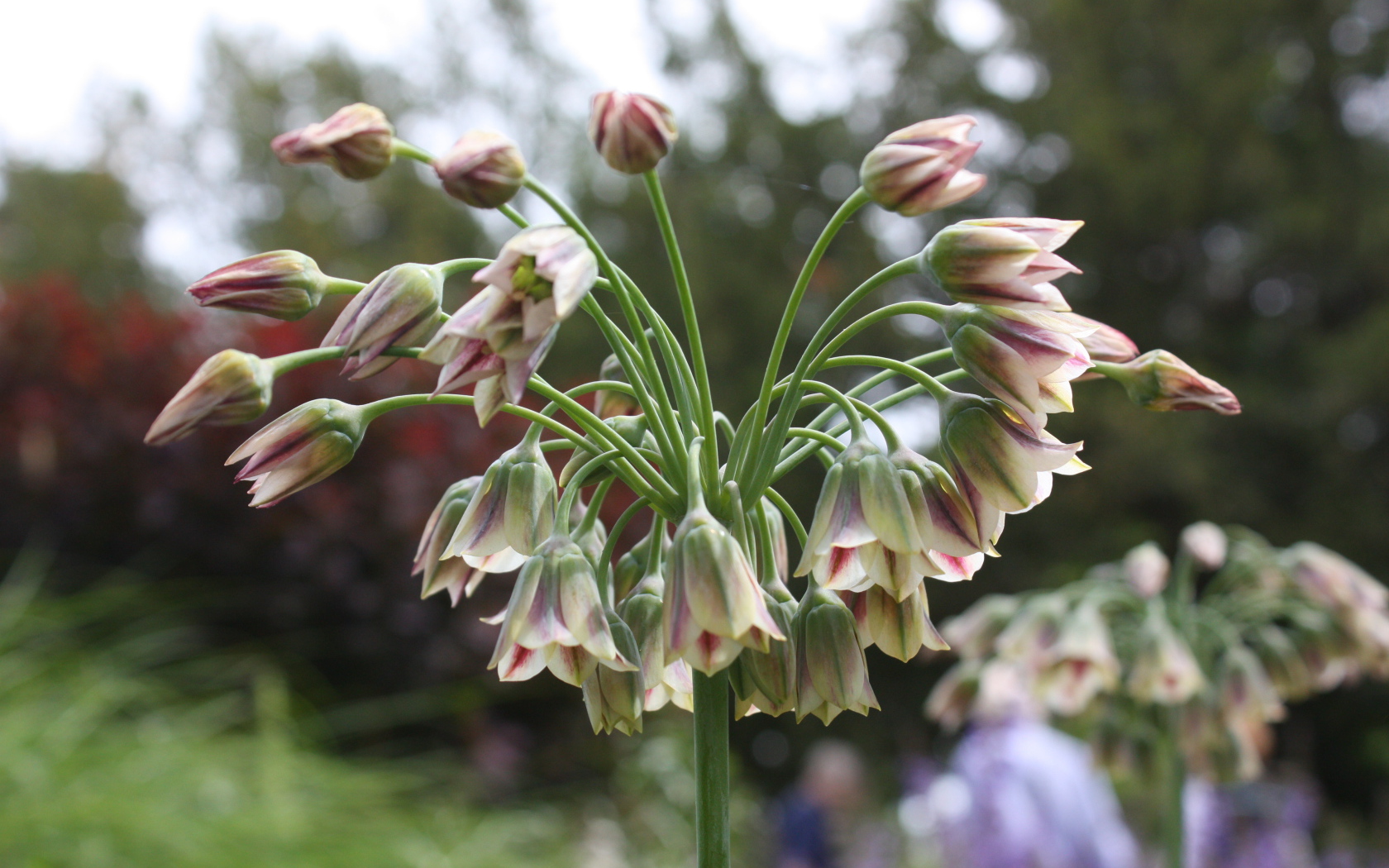 Красивые цветы нектароскордум в лесу