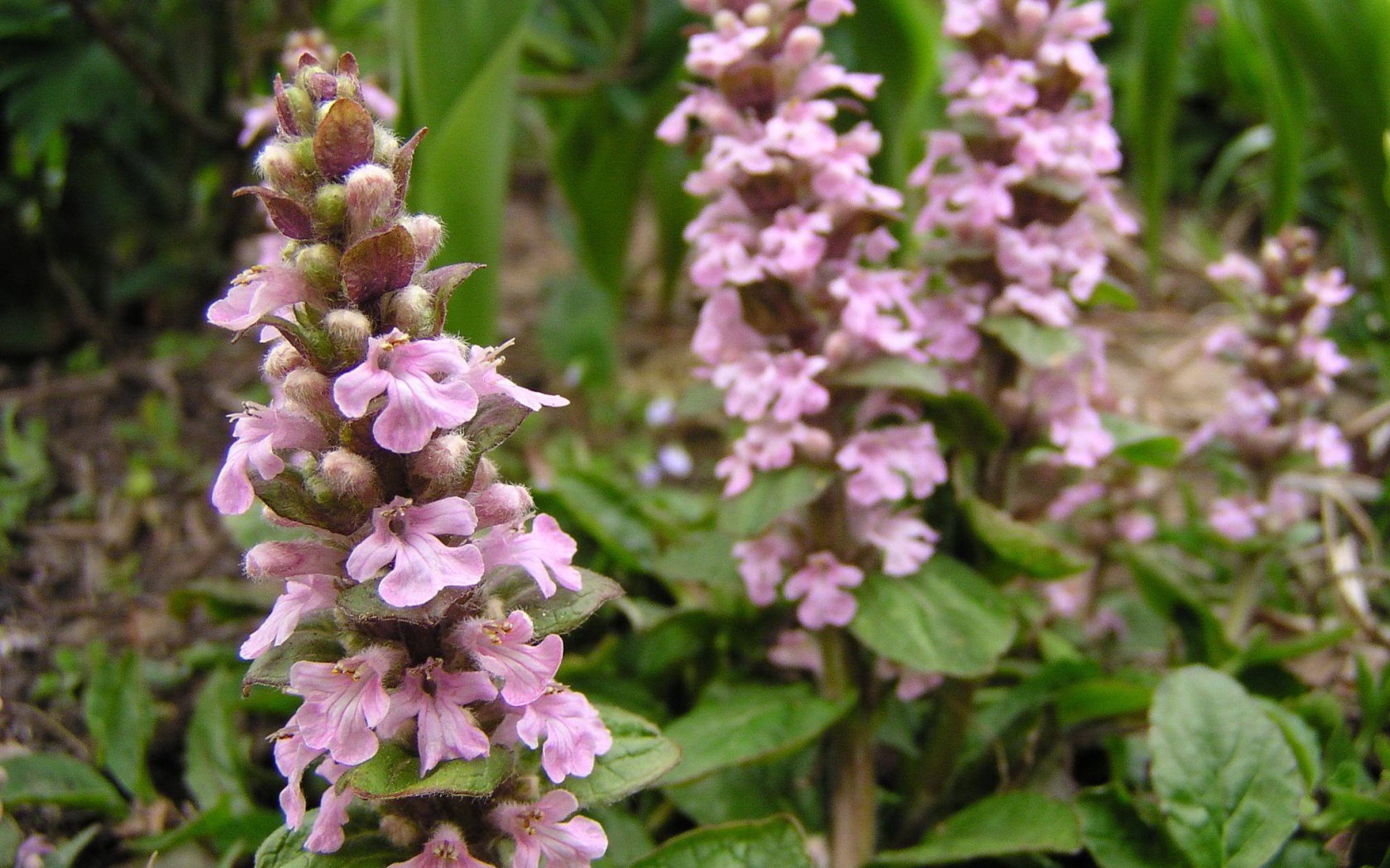 Красивые цветы аюга в саду