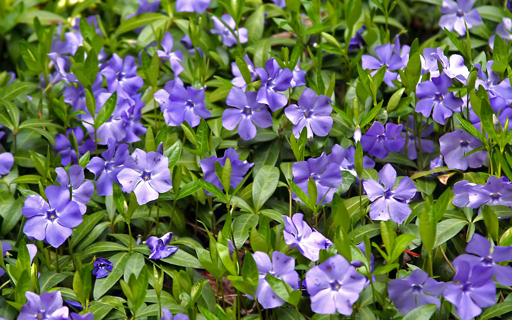 Красивые цветы барвинок в саду