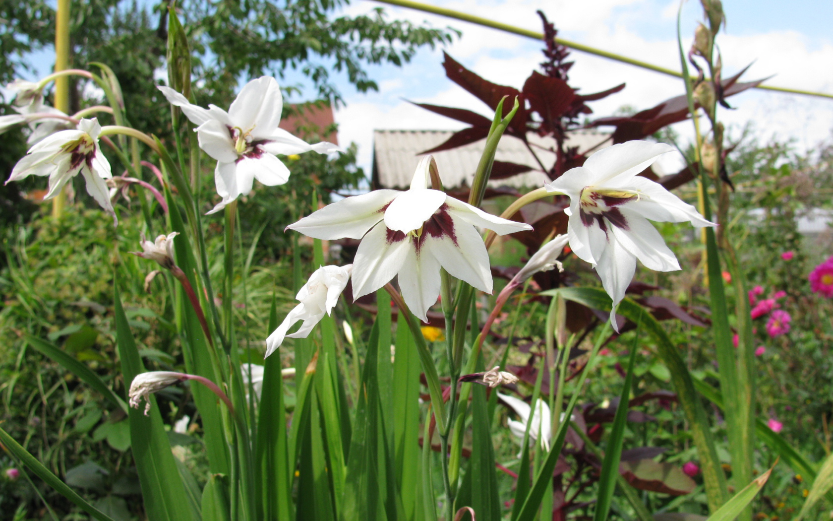 Красивые цветы ацидантера в парке