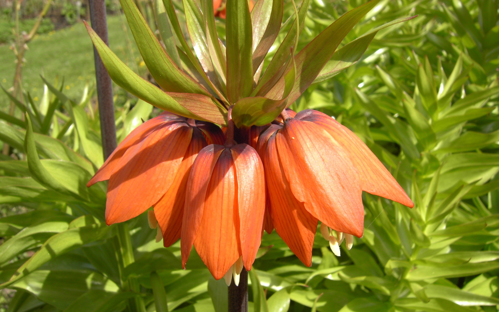 Красивые цветы рябчик императорский в парке