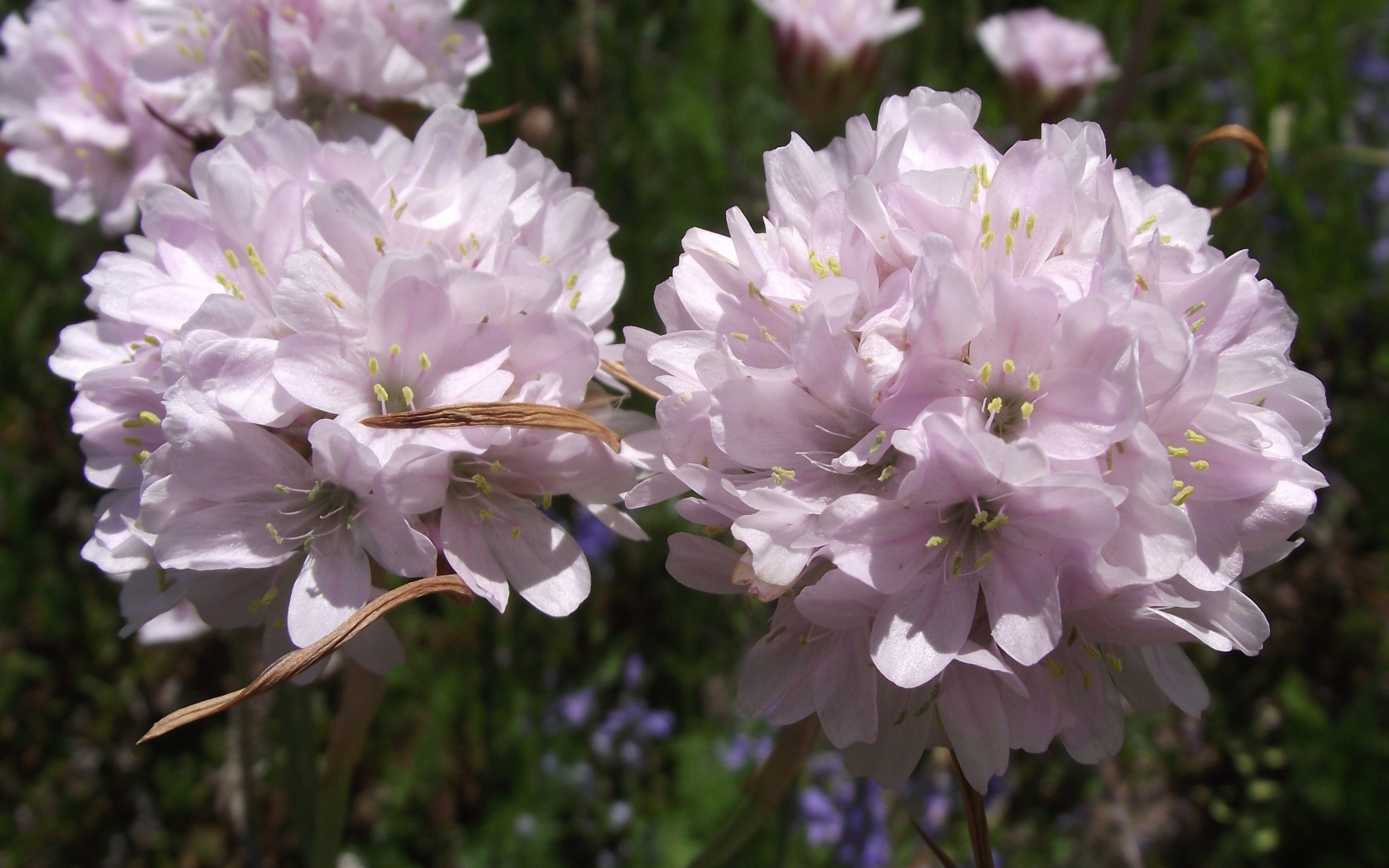 Красивые цветы армерия в парке
