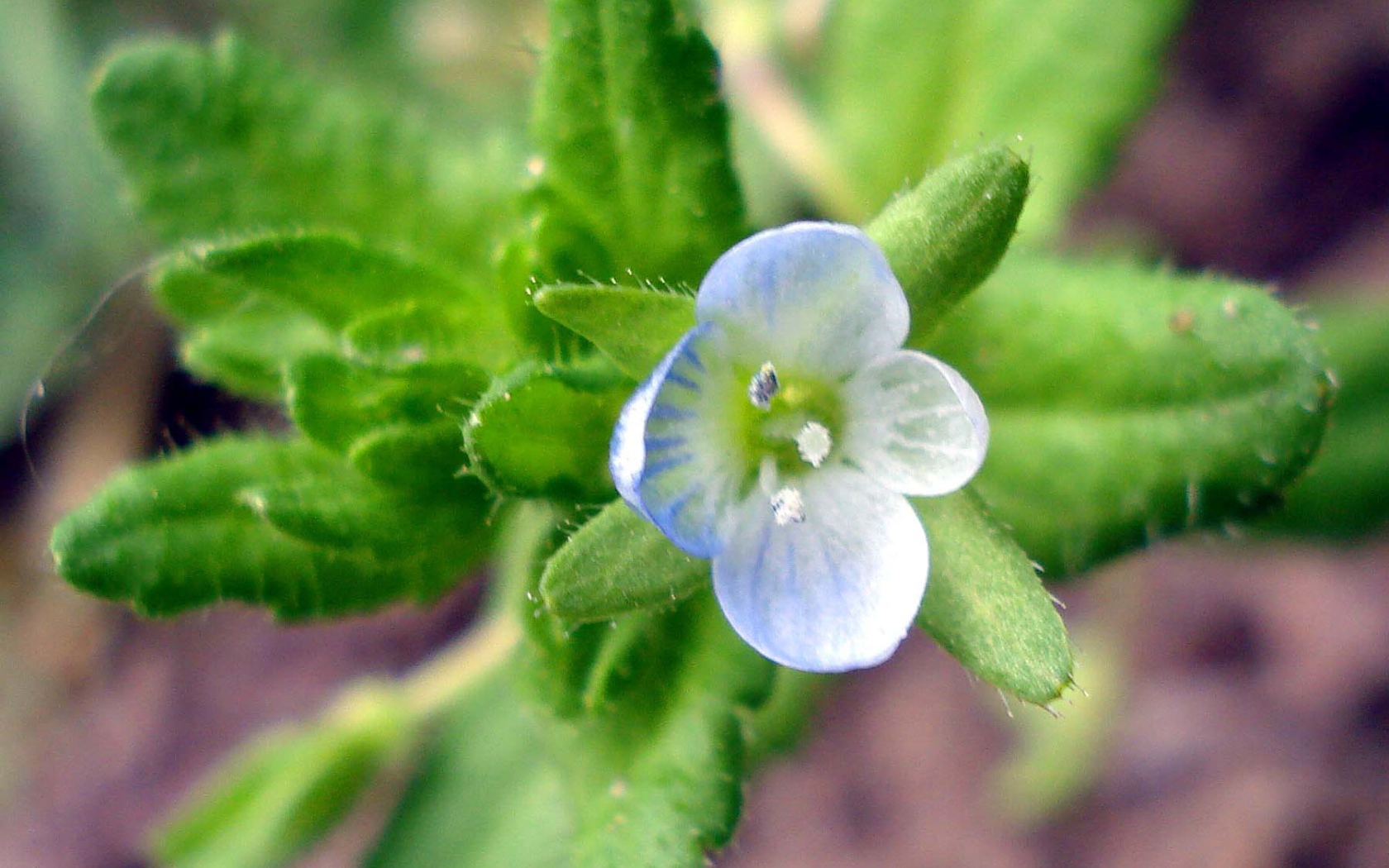 Красивые цветы вероника в парке