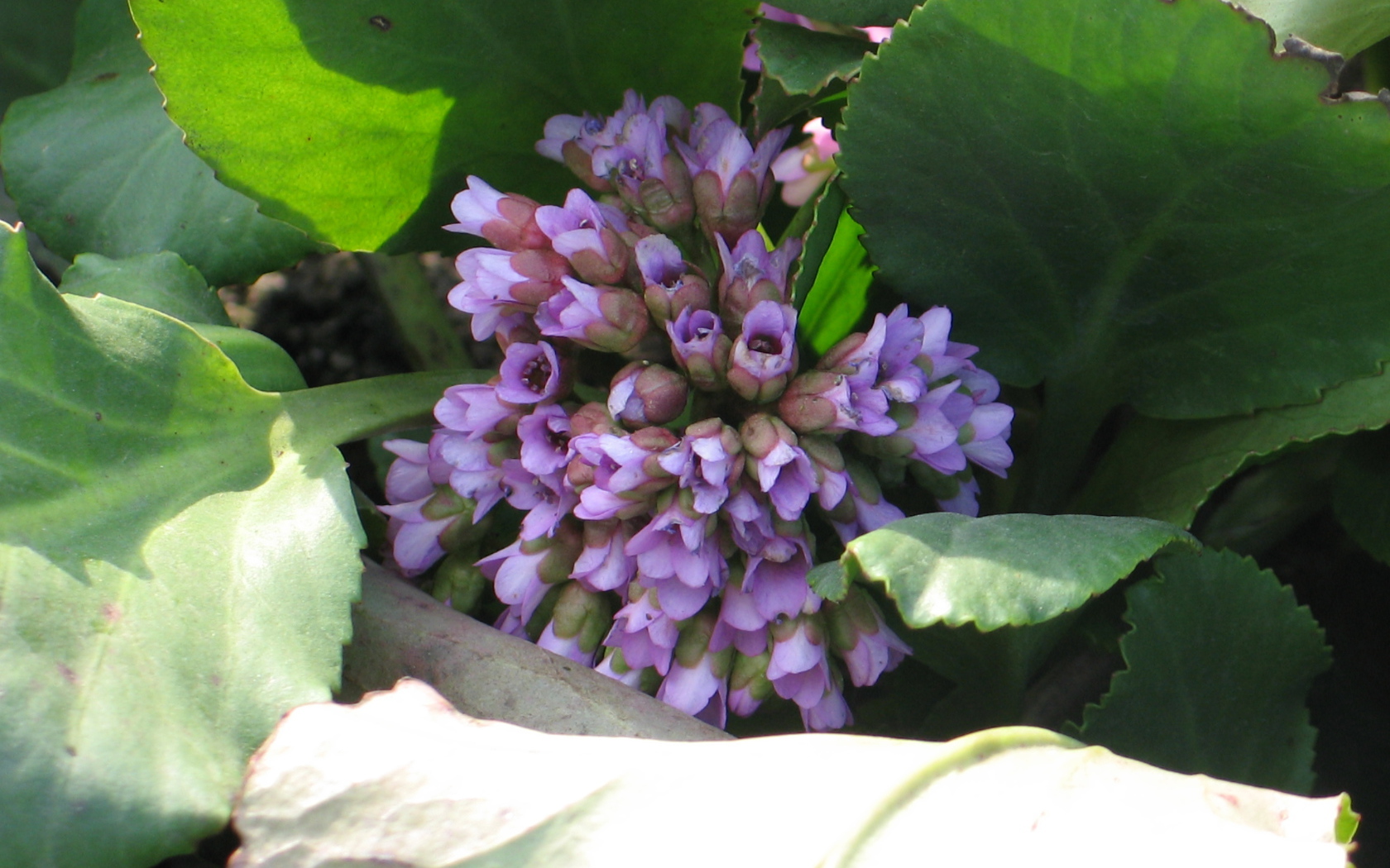 Красивые цветы бадан на солнце