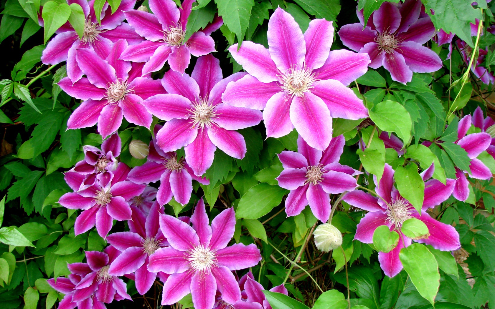 Красивые цветы клематис на поляне