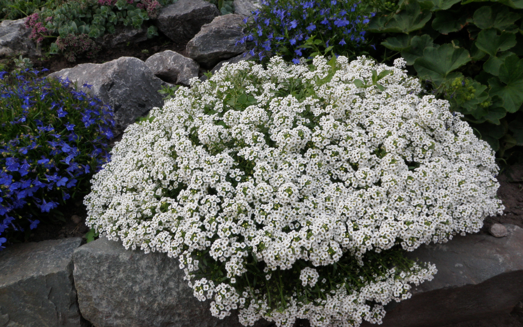 Красивые цветы алиссум на поляне