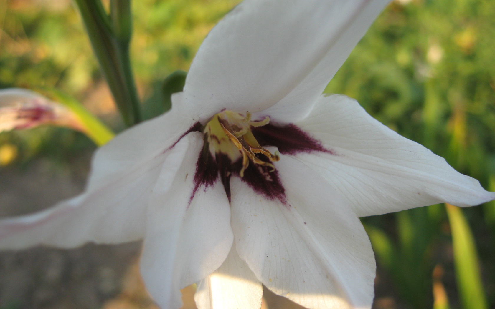 На поляне красивые цветы ацидантера