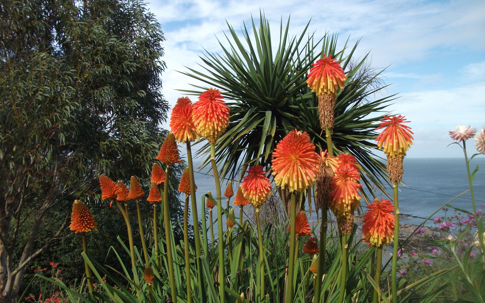 Красивые цветы кникофия на поляне