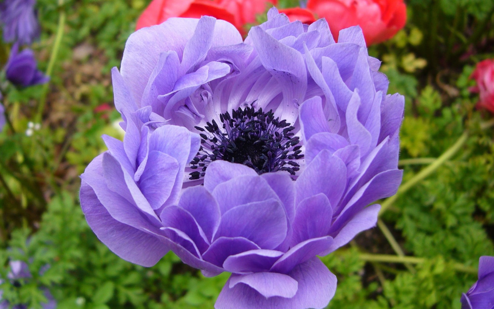 На поляне красивые цветы анемона