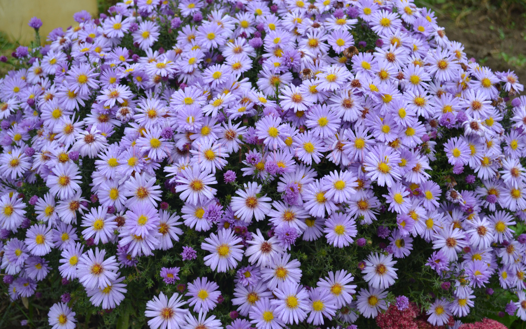 На поляне красивые цветы астра