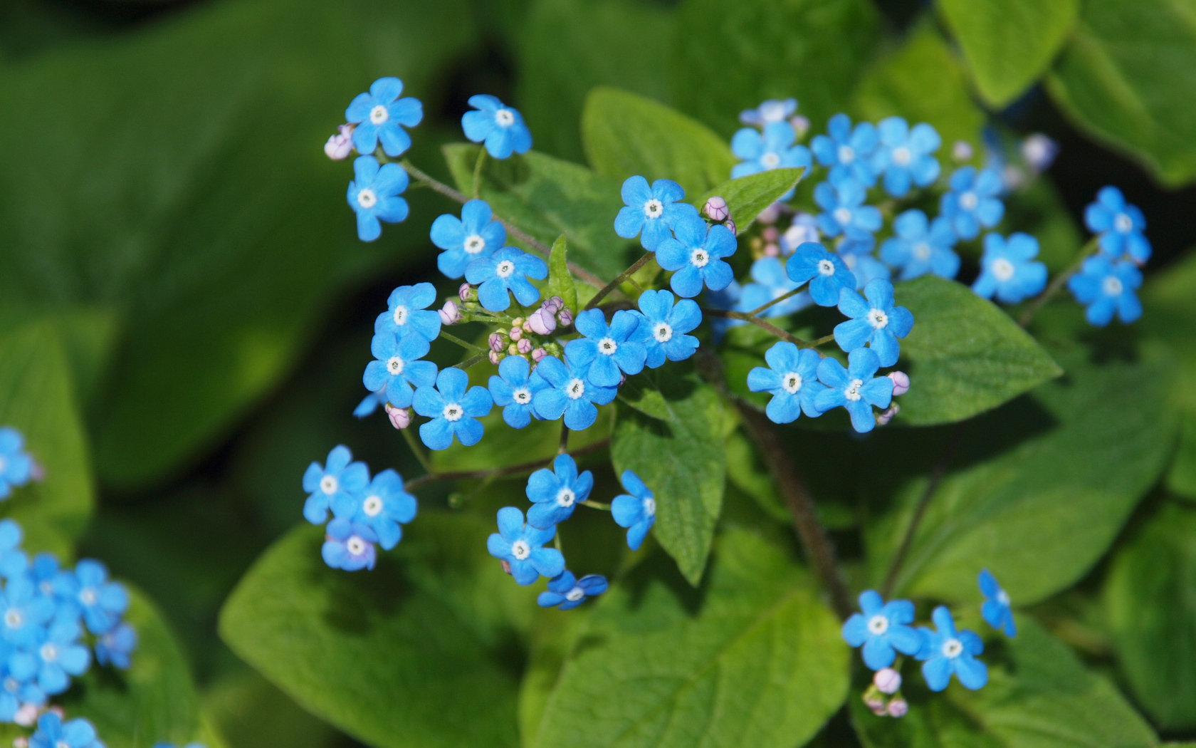 Красивые цветы растения бруннера