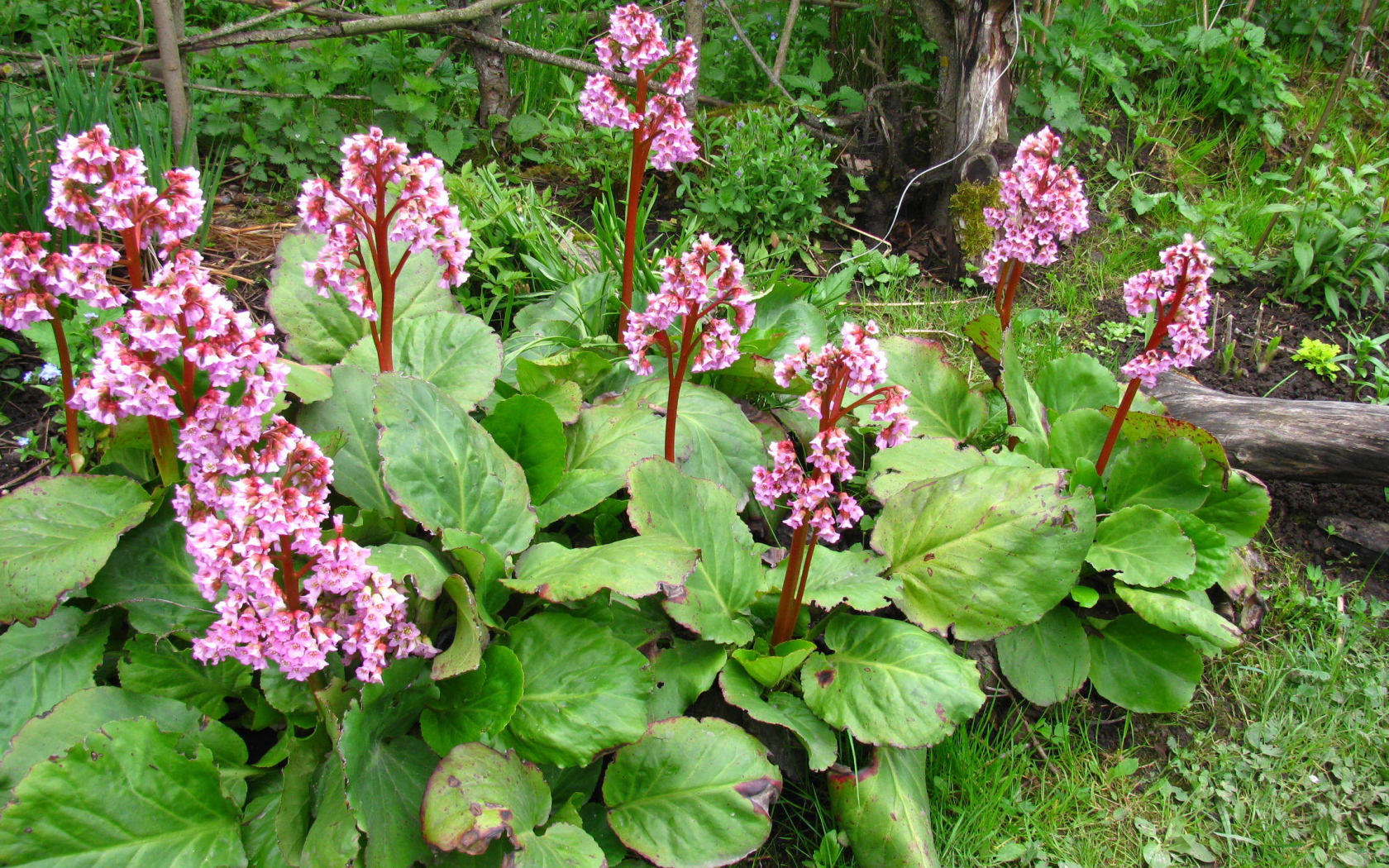 Красивые цветы растения бадан