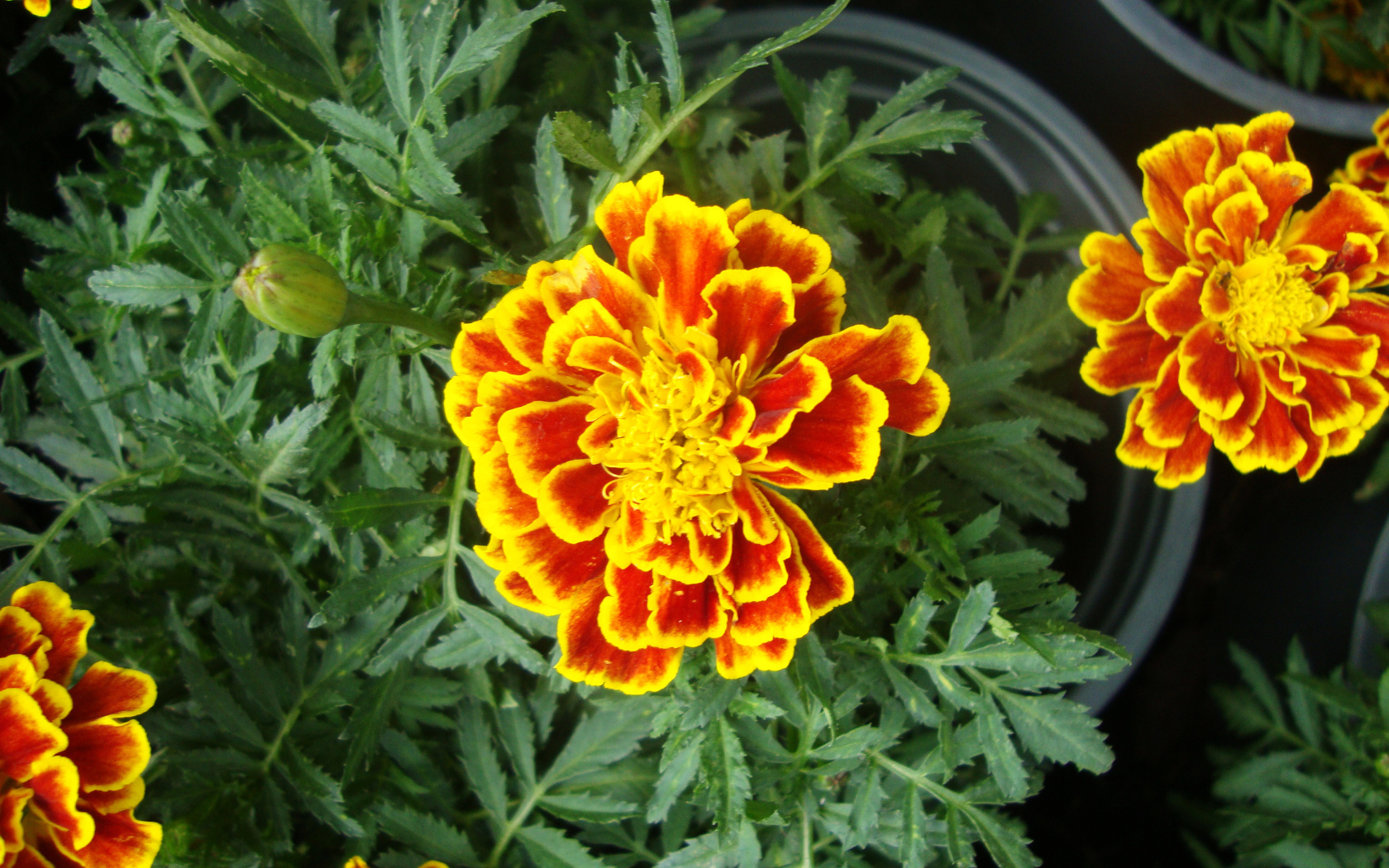 Красивые цветы венидиум (астровые) в парке