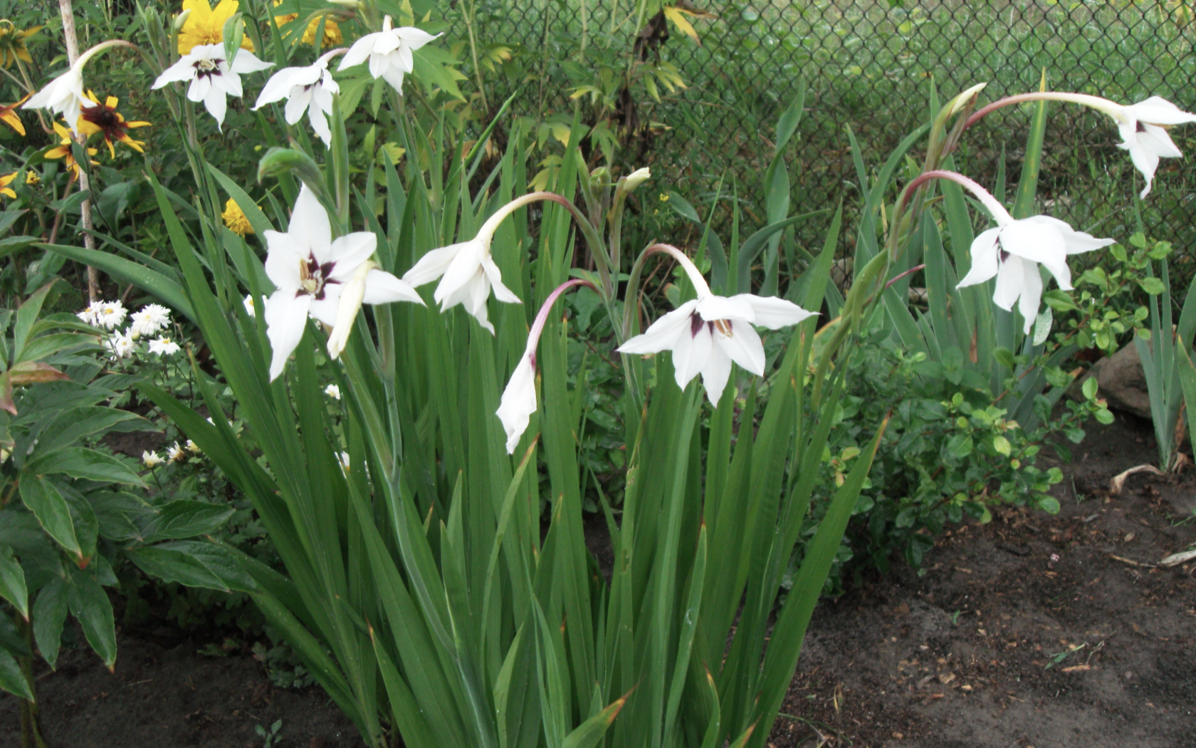 Красивая ацидантера в саду