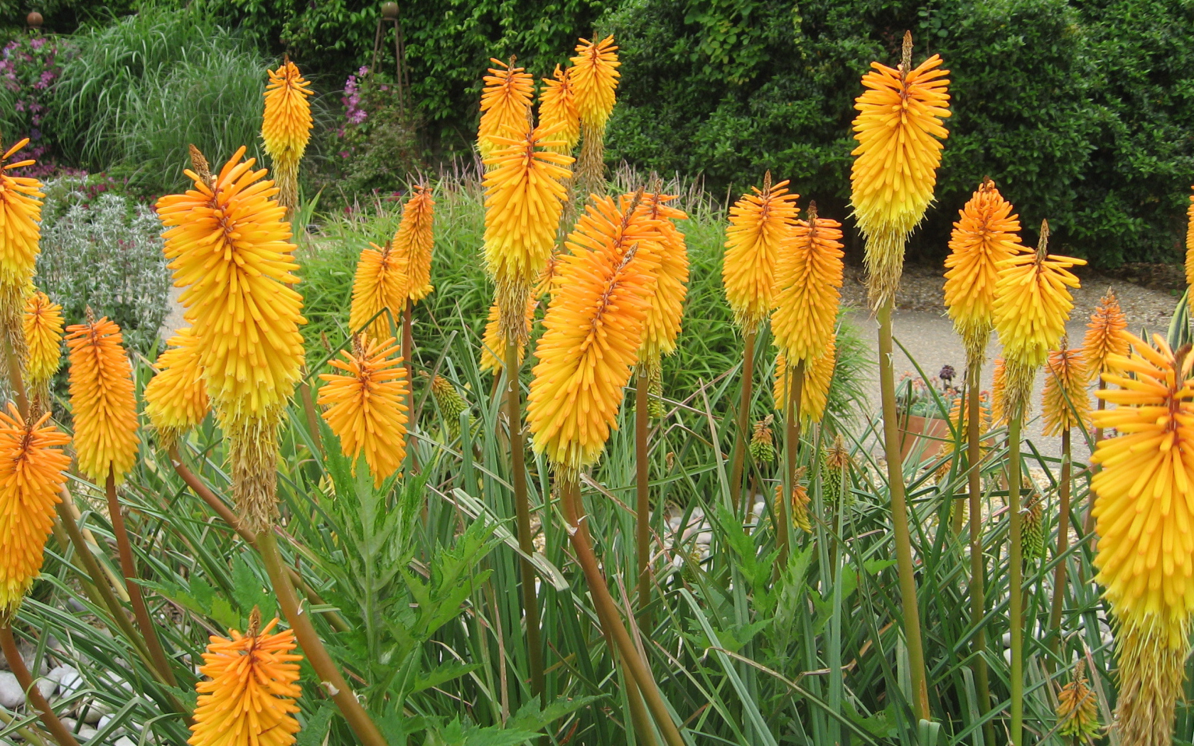 Красивая кникофия в саду