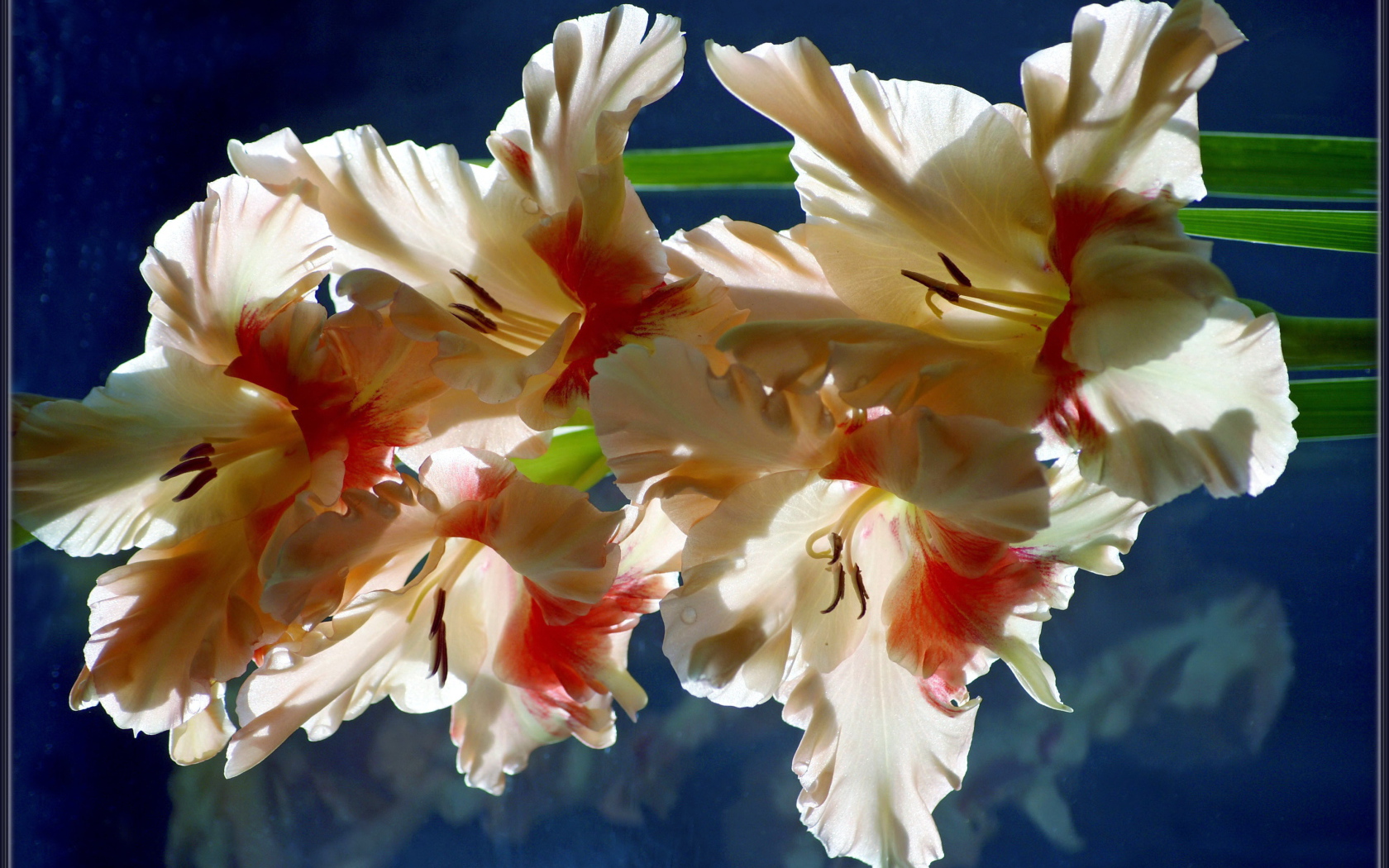 Красивый гладиолус в саду