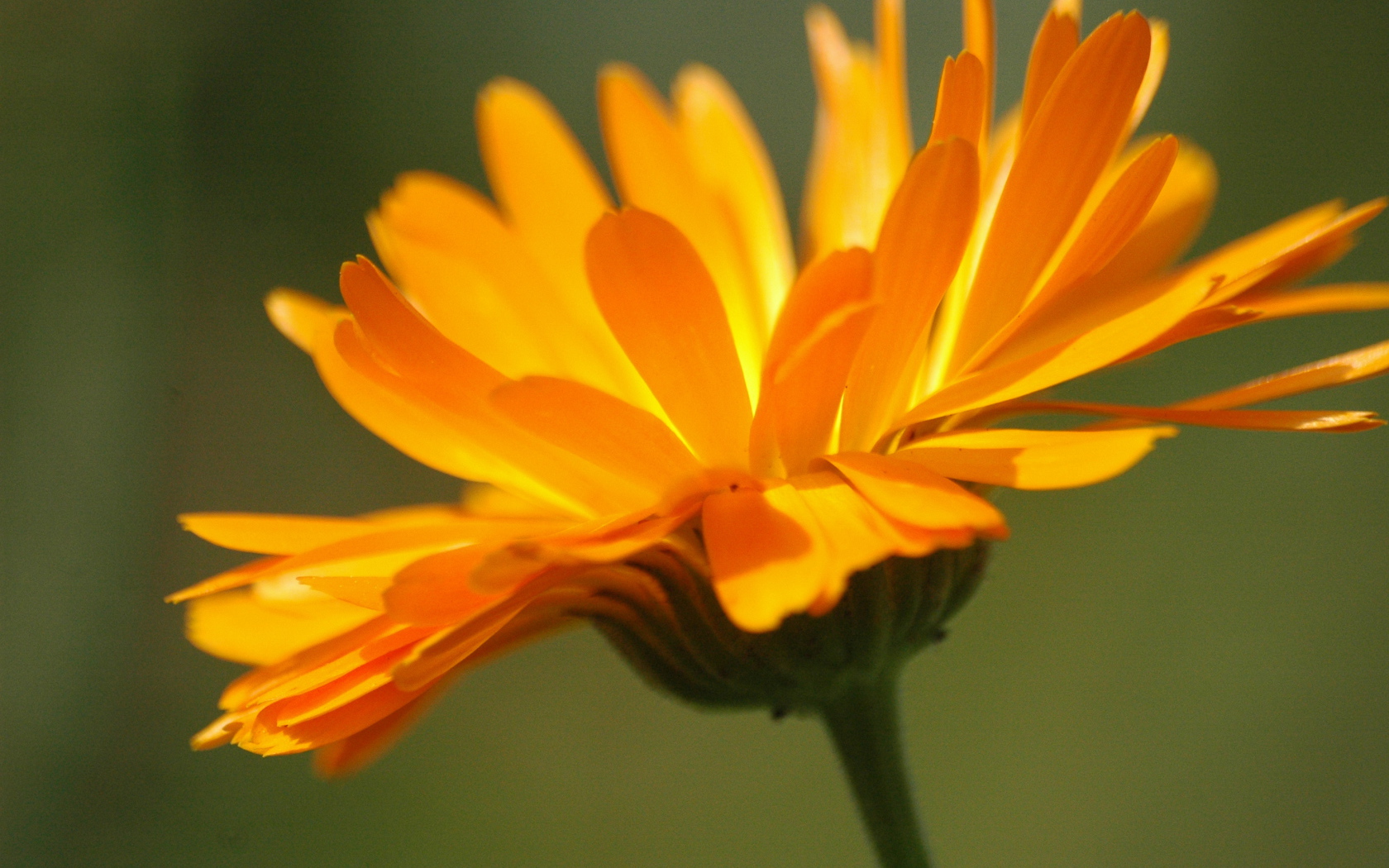 Красивая календула лечебная на дачном участке